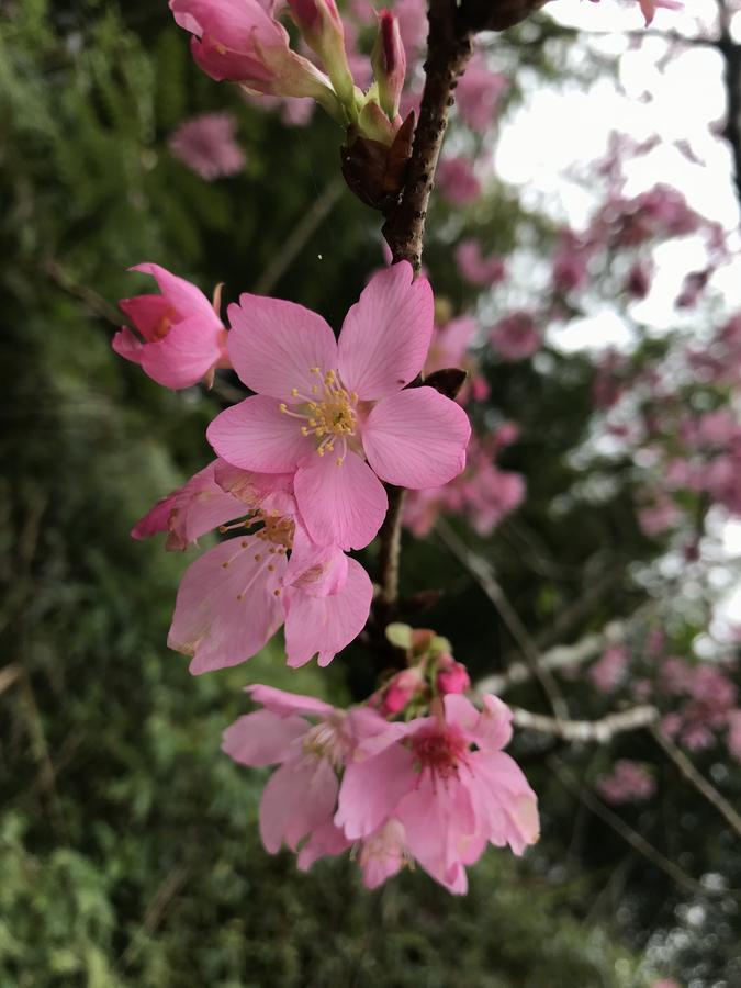 Zhu Yuan Homestay Fenchihu Esterno foto